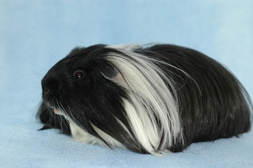 Gr��en�nderung Merlin