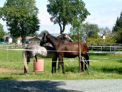 Gr��en�ndeurng Kraulen1