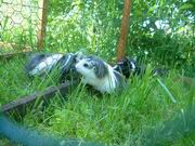 Pic Drau�en-4