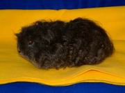 Pic Silvana-2 Pic Silvana-2