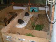 Pic Stall-4
