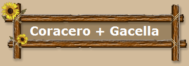 Coracero + Gacella